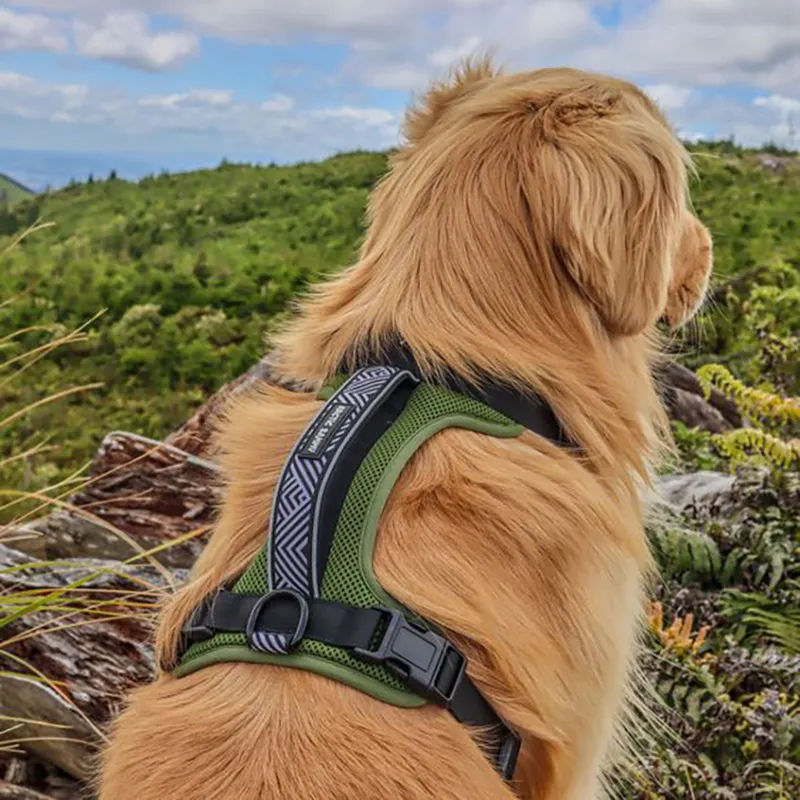 outdoor harnesses