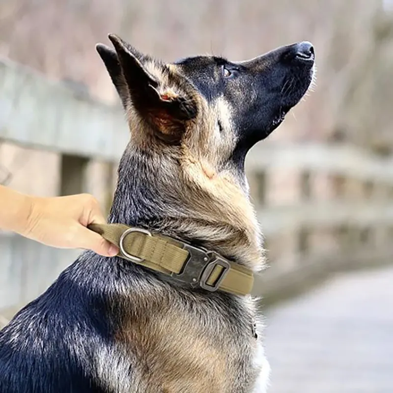 outside dog collars