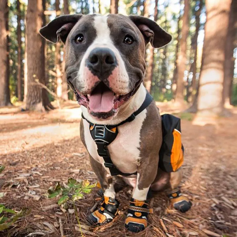 outside dog shoes