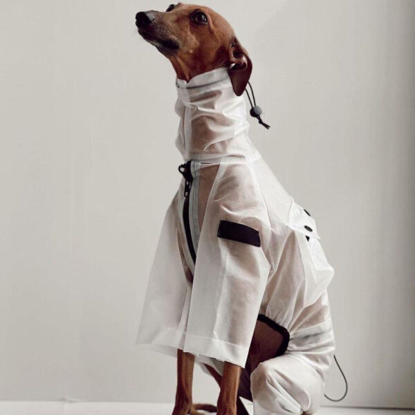 greyhound transparent easy wear raincoat2