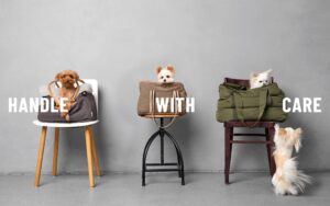 переноски для животных