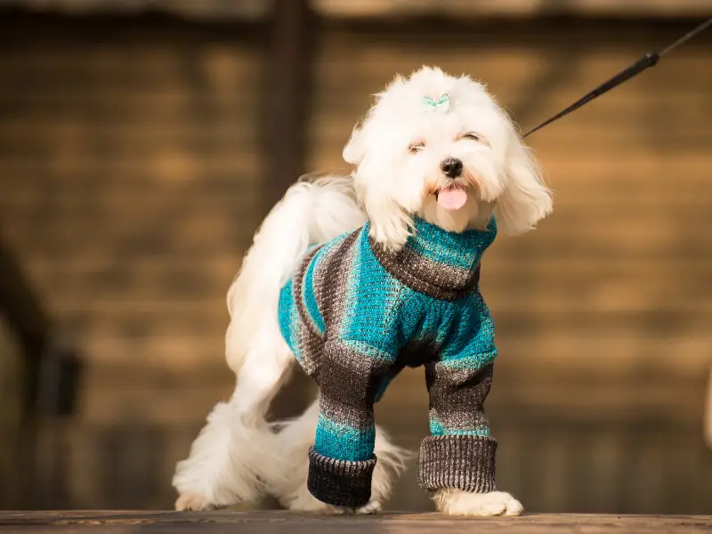 can a dog sleep in a pet carrier (2)