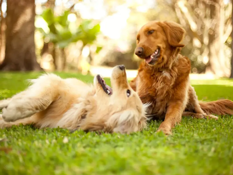 can a dog sleep in a pet carrier (3)
