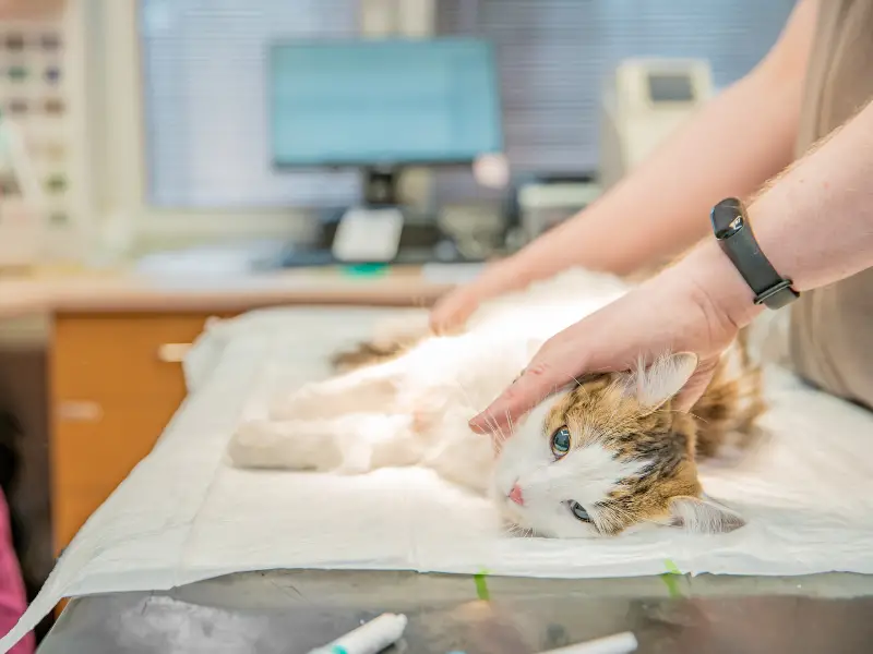 can a dog sleep in a pet carrier (5)