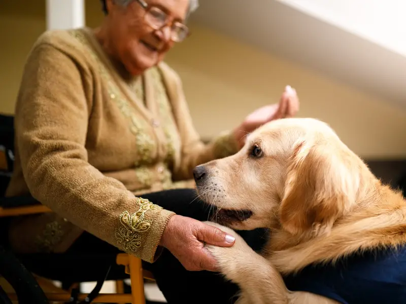 can a dog sleep in a pet carrier (6)