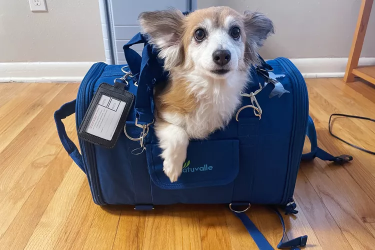can a dog sleep in a pet carrier (7)