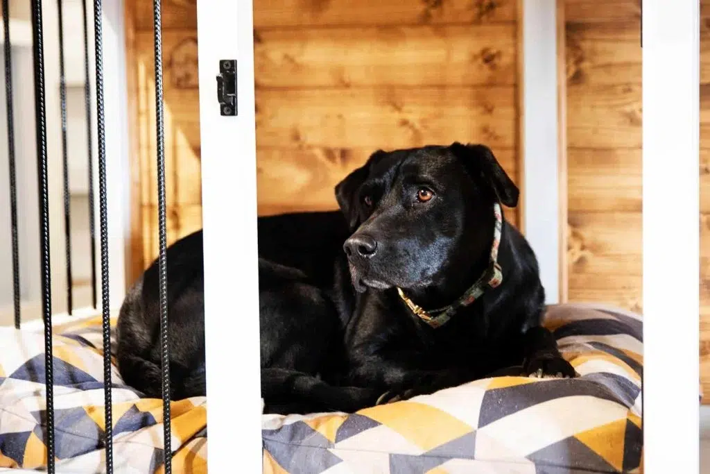 Kan en hund sove i en transportkasse (2)