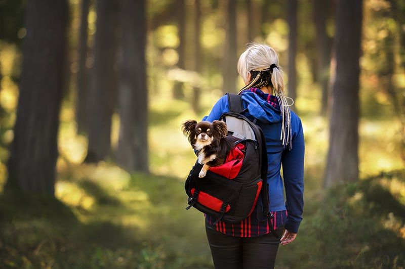 Do Dogs Like Being Carried in Bags