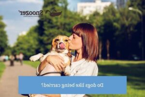 Kan hunde lide at blive båret i tasker?