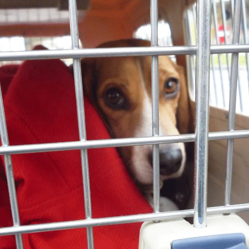 does my dog need a crate forever (2)