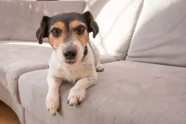 does my dog need a crate forever (3)