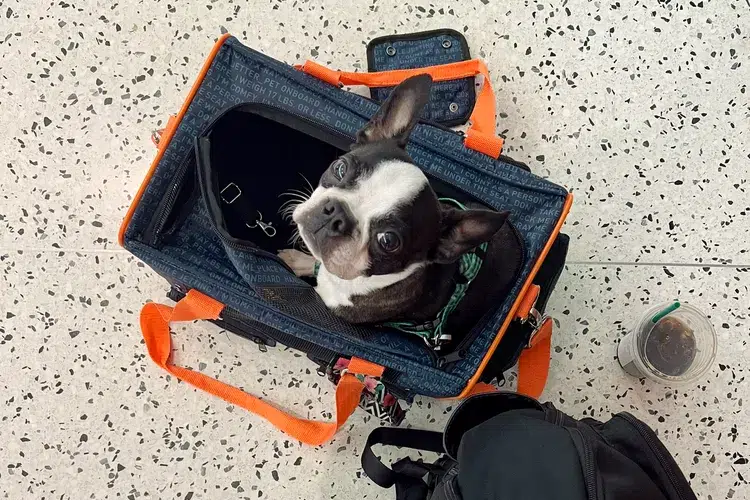 como faço para que meu cão goste de usar roupas (3)