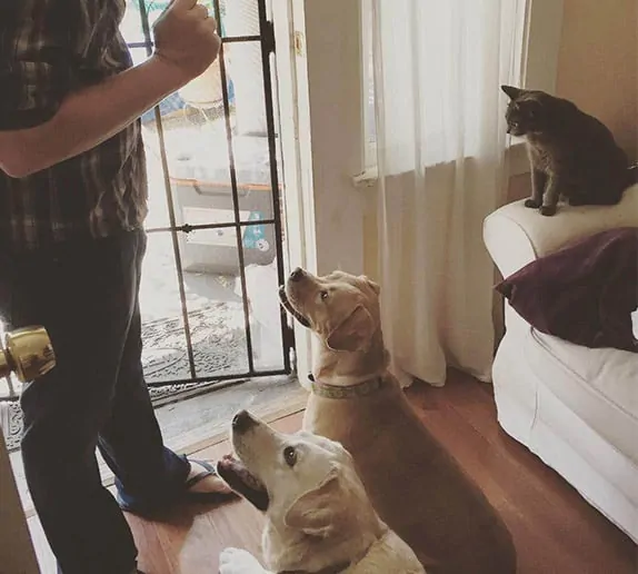 como faço para que meu cão goste de usar roupas (6)