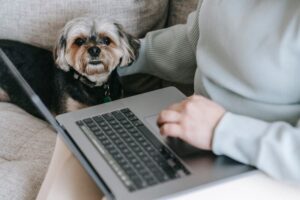 Sådan sælger du kæledyrsprodukter online