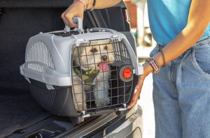 Er det bedre at lade din hund være i en kasse eller ude (1)