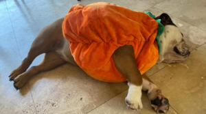 Er det godt for hunde at gå med tøj?