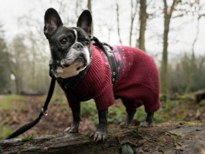 xr:d:dafauroojbm:5,j:47104584853,t:23021610