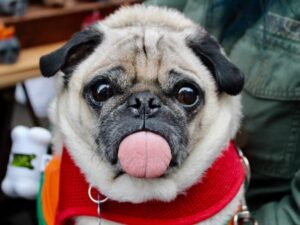 Hvorfor lægger min hund sig på mit tøj?