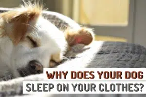 Hvorfor lægger min hund sig på mit tøj?