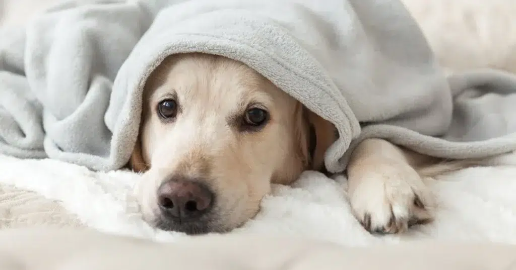 Perché al mio cane piace dormire sui miei vestiti?