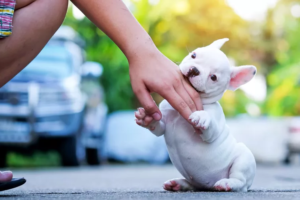 Hvorfor napper min hund i mig?