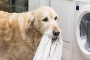 Hvorfor gnaver min hund i mit tøj?