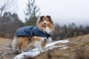нужна ли одежда для собак