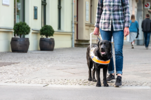 Skal servicehunde være i bæresele på flyrejser?