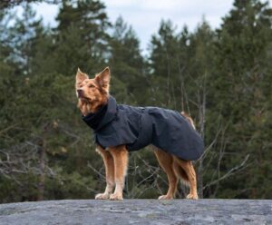 dog fall essentials (6)