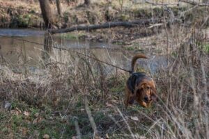 passeggiata con cane da fiuto (3)