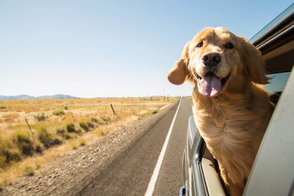 driving with your dog here are some safety tips (1)