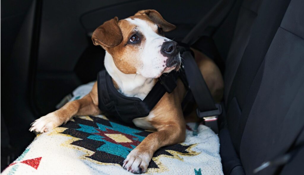 driving with your dog here are some safety tips (1)(1)