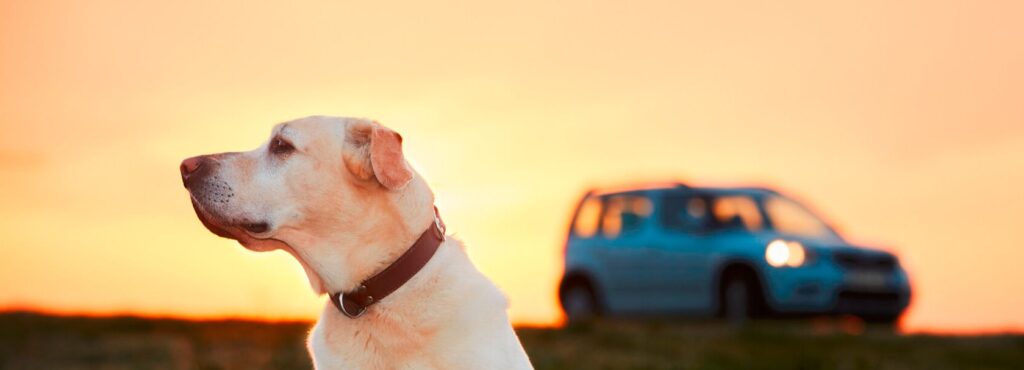 driving with your dog here are some safety tips (2)(1)