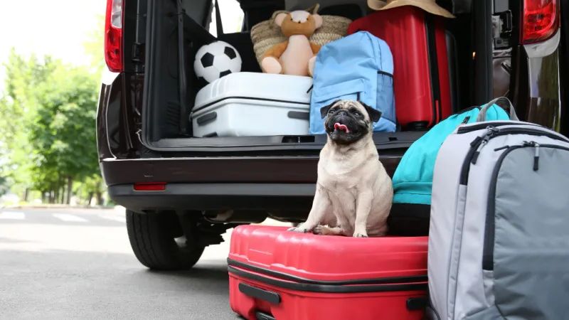 driving with your dog here are some safety tips (2)(2)