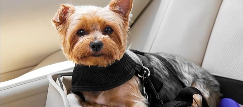 driving with your dog here are some safety tips (3)