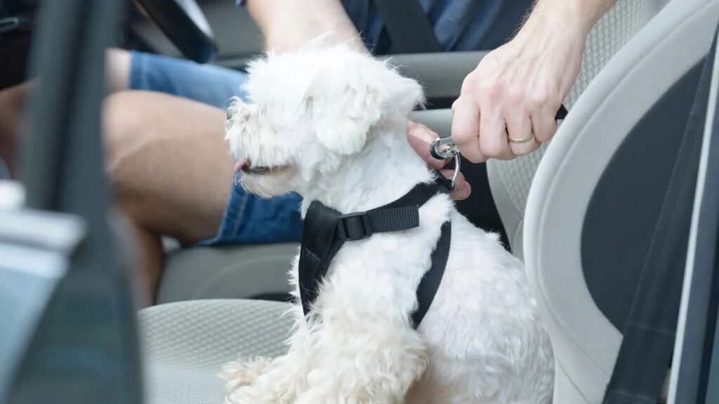 driving with your dog here are some safety tips (4)