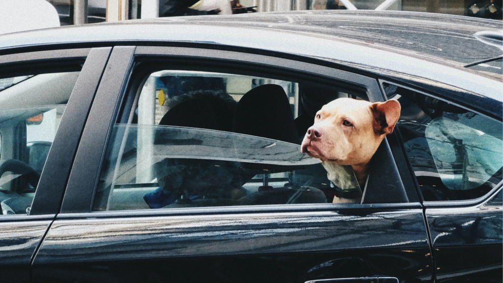 driving with your dog here are some safety tips (5)