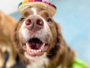 furry fitness spor salonunda köpeğinizle birlikte pompalayın (1)