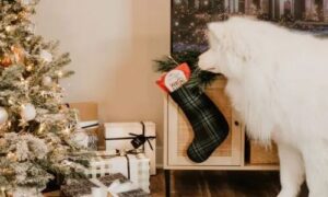 Evcil hayvanlarınızla en iyi bayram sezonunu nasıl geçirirsiniz (4)(1)