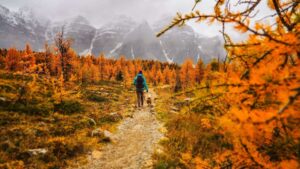 come fare piccole e sciocche escursioni per la salute mentale con il proprio cane (3)