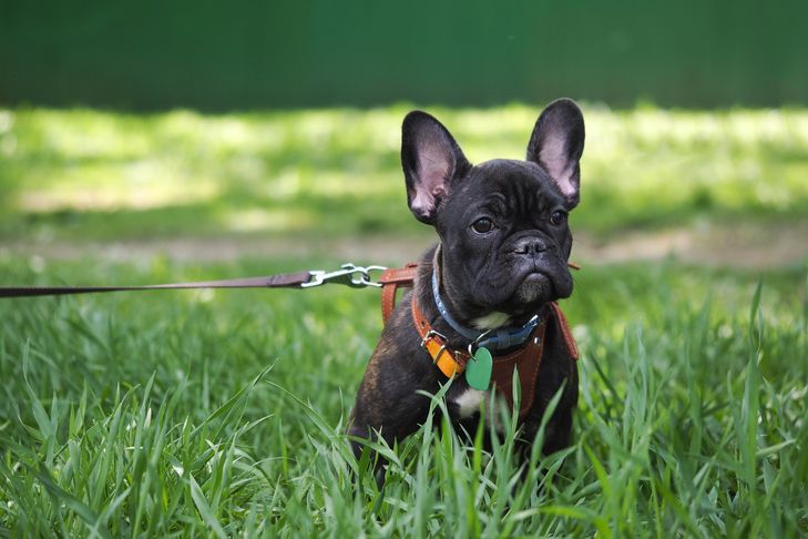 how to teach a puppy to walk on leash (1)