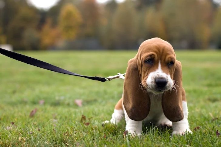 how to teach a puppy to walk on leash (1)(1)