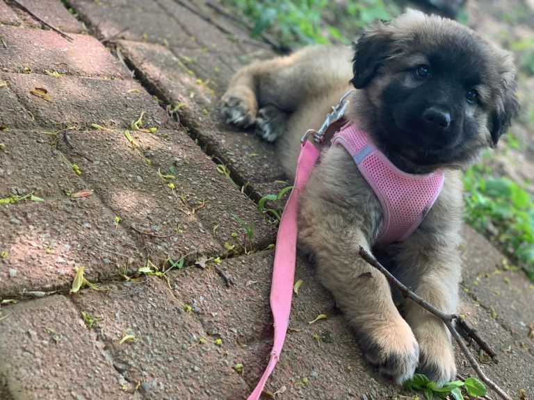 how to teach a puppy to walk on leash (5)