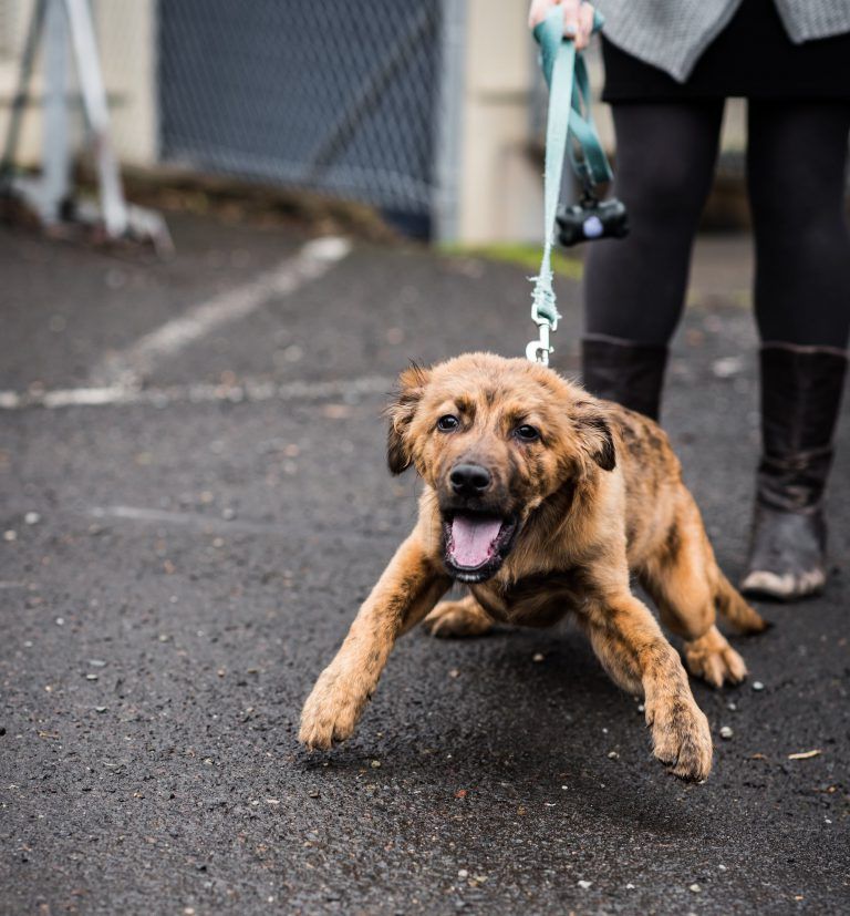 how to teach a puppy to walk on leash (6)