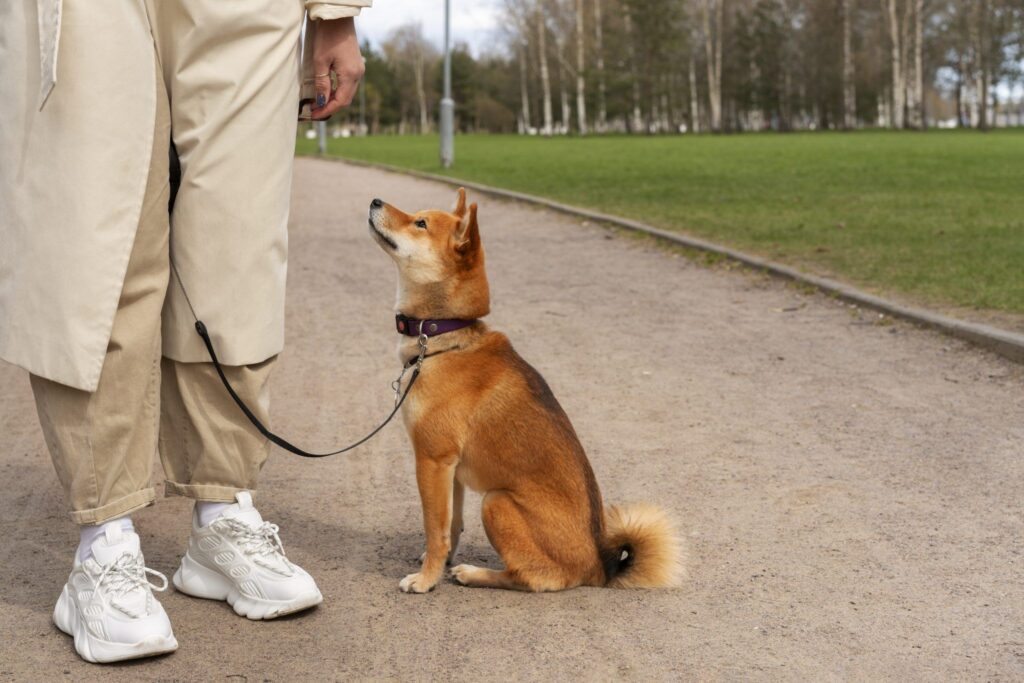 how to teach a puppy to walk on leash (7)