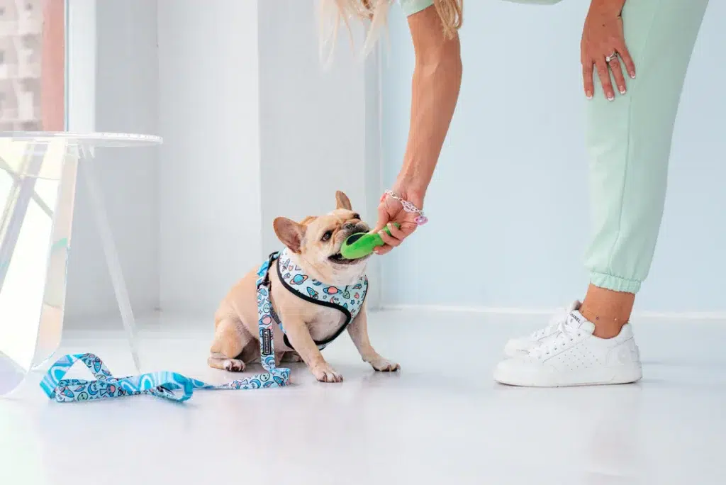 make this adorable diy dog toy for your favorite furry friend (1)