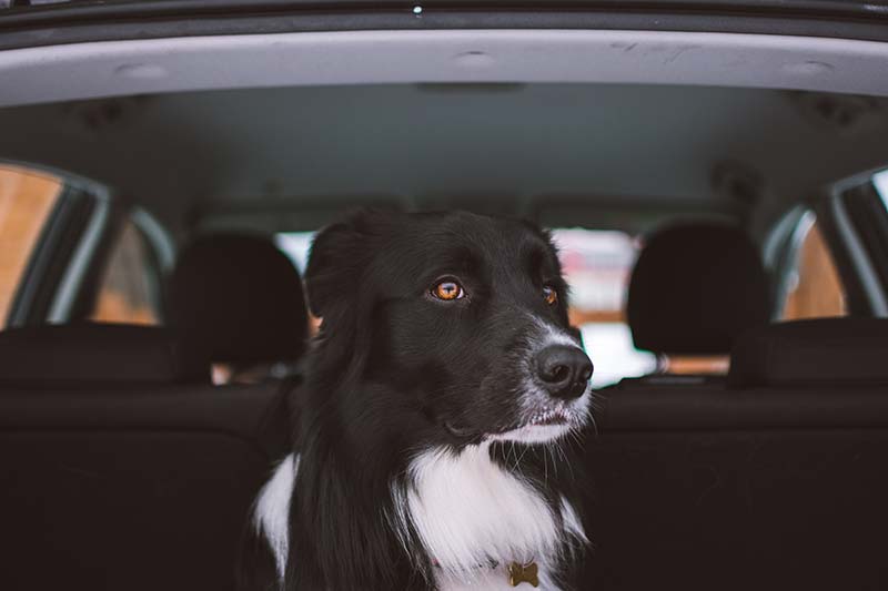 quick tips for auto pet travel (6)