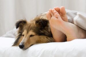 sheltie sover sammen med sin ejer