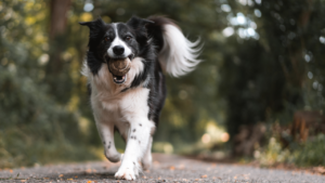 I vantaggi dell'uso delle pettorine per i cani attivi (1)