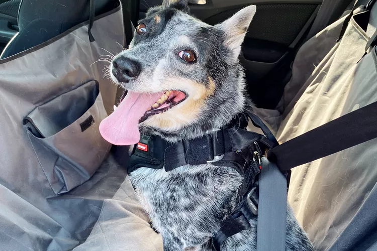 what is the purpose of a dog car seat (14)